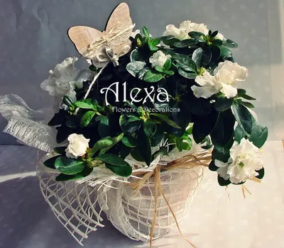 Pracownia Florystyczna Alexa Flowers & Decorations Kwiaty Gdańsk